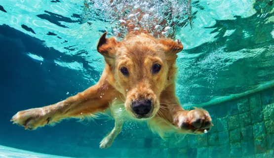 den-hund-im-sommer-abkuehlen-01.jpg