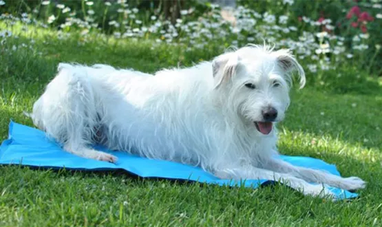 den-hund-im-sommer-abkuehlen-02.jpg