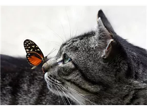  Hunde und Katzen Gutscheine