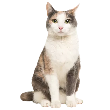 entspannte-katze-mit-feliway-03.png