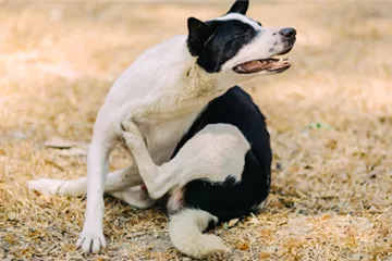 Flohspeichelallergie beim Hund 