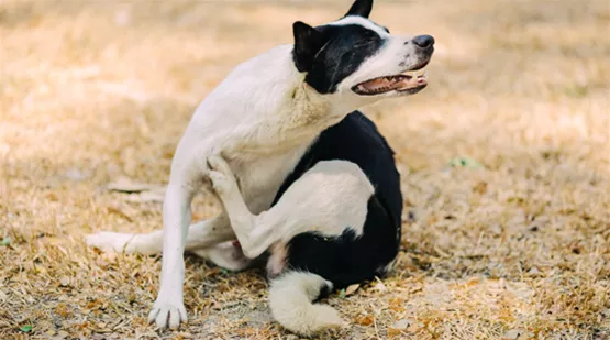 flohspeichelallergie-beim-hund-01.jpg