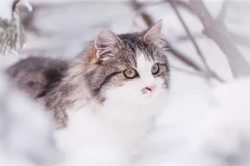 Freigängerkatze im Winter: Drinnen oder draußen?