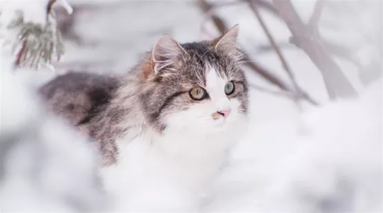 freigaengerkatze-im-winter-03.jpg