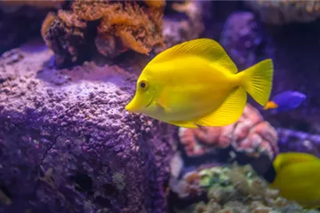 Cyanobakterien im Meerwasseraquarium: So wirst Du sie wieder los