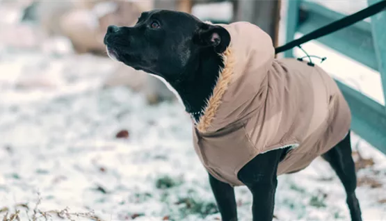 gassi-gehen-mit-hund-im-winter-02.jpg