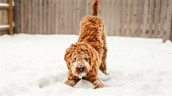 gassi-gehen-mit-hund-im-winter-03.jpg