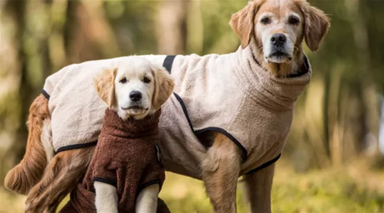 geschenke-fuer-hund-und-halter-03.jpg