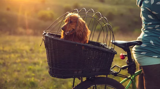 fahrradfahren-mit-hund-03.jpg