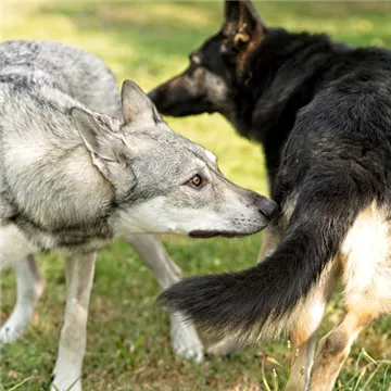 hunde-und-ihr-verhalten-03.jpg