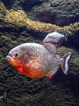 Piranha-Fische-aquatop-aachen-02.jpg