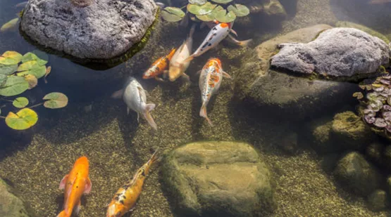 Sauberes Wasser im Teich dank UV-C Klärer 