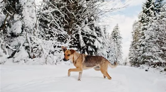 abandoned-dog-on-winter-road-of-forest.jpg