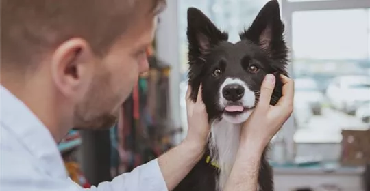 Hund-untergewicht-was-tun.jpg