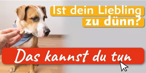 Hat dein Hund Untergewicht? Das kannst du tun |Aquatop