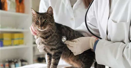 Die richtige Katenstreu menge - Wichtig für deine Katze |Aquatop