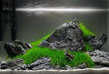 Adrie Bauman Aquarium Aquascaping 02.jpeg