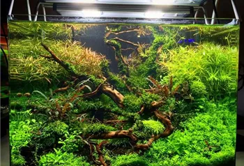 Adrie Bauman Aquascape .jpg