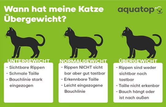 Katzen Untergewicht und Übergewicht erkennen.jpg