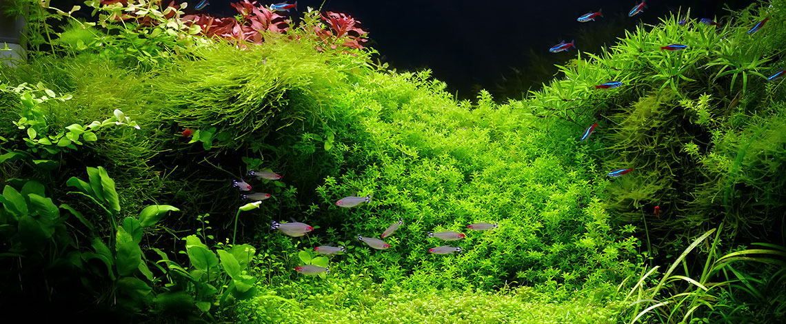 Aquarium-Aquascaping-aquatop-aachen-02.jpg